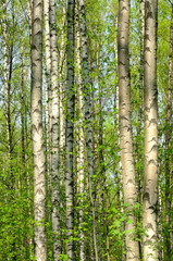 Obraz premium Drewno brzozowe na wiosnę