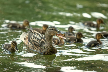 mother-duck and ducklings