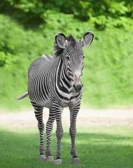 one zebra