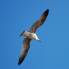 Obraz premium Beautiful seagull