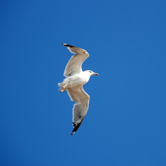 Beautiful seagull