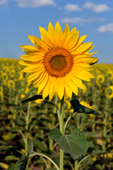 Beautiful sunflowers