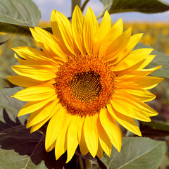 Obraz premium Beautiful sunflowers