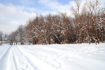 Winter landscape