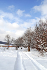 Winter landscape