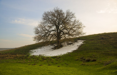 Lonely tree with snow at spring