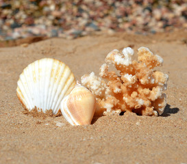 Starfish and shells