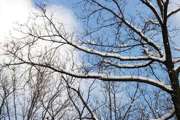 Winter landscape