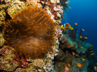 Clown Fish on Coral Reef Wall