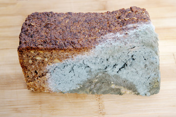 Wholemeal bread moldy