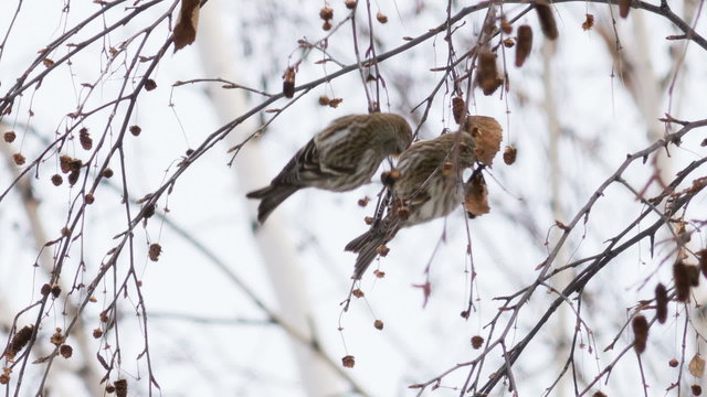 linnet (Carduelis cannabina) in winter forage seeds birch
