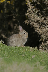 Rabbit, Oryctolagus cuniculus