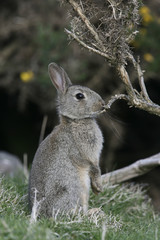 Rabbit, Oryctolagus cuniculus