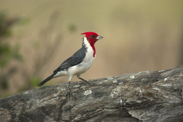 Red-crested cardinal, Paroaria coronata