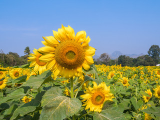 Sunflower field in Lopburi, Thailand