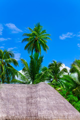 Holiday Paradise