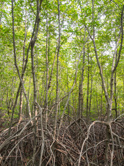 Mangrove forest and root spread