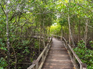 Pathway in the forest mangrove