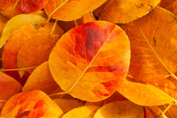 Fallen Leaves