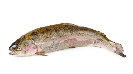 fresh whole trout fish