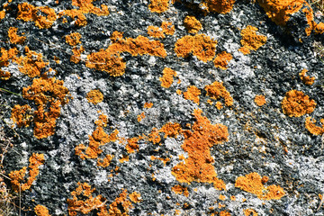 Lichen