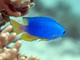 Sapphire damsel