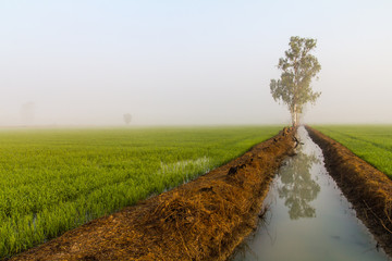 View of berms, ditches and rice fields under the fog in winter