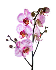 Blooming orchid isolated on white background