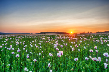 Sunset over poppy field