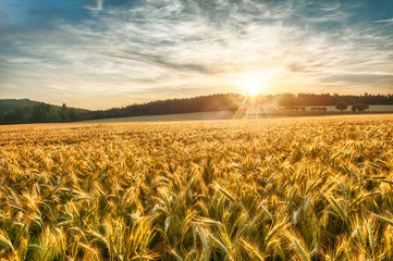 Naklejka premium Barley at sunset