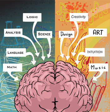 Left and right side of the brain, logic and creativity