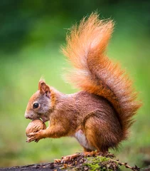 Fototapeten Eichhörnchen frisst eine Nuss © jurra8