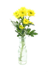 Yellow chrysanthemum flower in bottle of water.