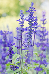 Salvia