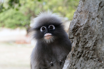 dusky leaf monkey