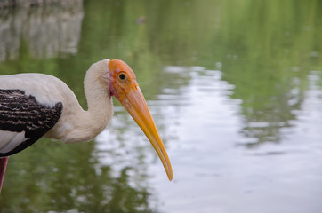Stork in a park in a zoo