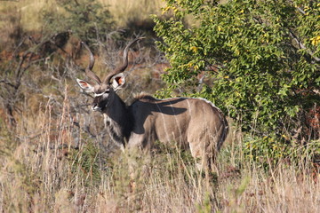 Kudu
