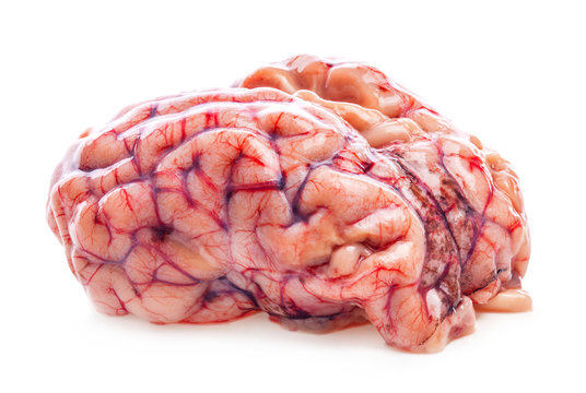 The sheep's brain isolated on white background