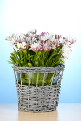 bouquet of beautiful summer flowers in wicker vase,