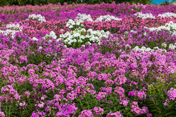 Fototapeta premium Pattern of Flower