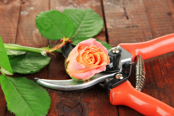 Garden secateurs and rose on wooden table close-up