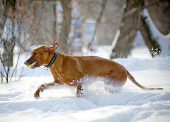 Rhodesian Ridgeback dog in winter