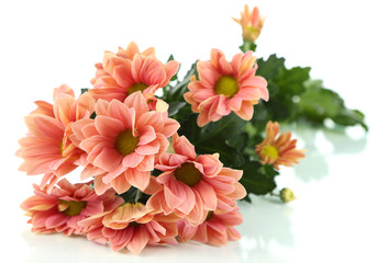 Chrysanthemum flowers isolated on white