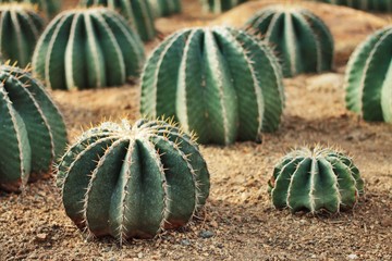 Ferocactus schwarzii Lindsay ,CACTACEAE