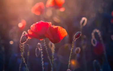 Photo sur Plexiglas Coquelicots Fleurs de pavot dans le pré au coucher du soleil