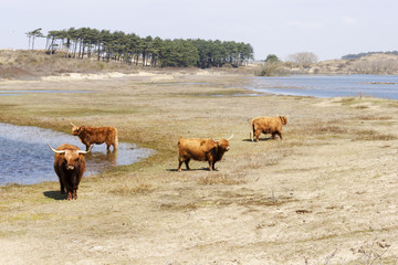Cattle scottish Highlanders, Zuid Kennemerland, Netherlands - 59868487