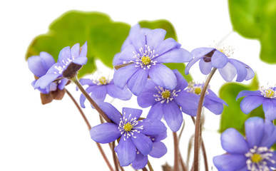 Hepatica nobilis