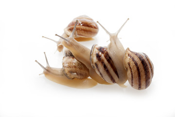 Snails