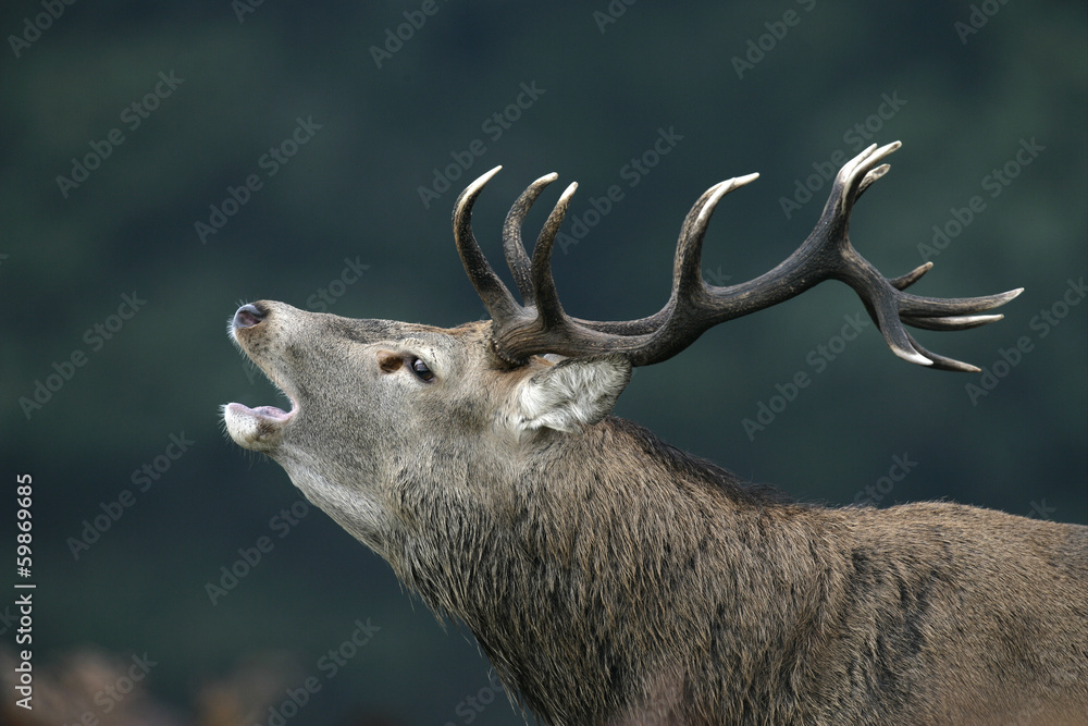 Sticker Red deer, Cervus elaphus