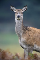 Red deer, Cervus elaphus